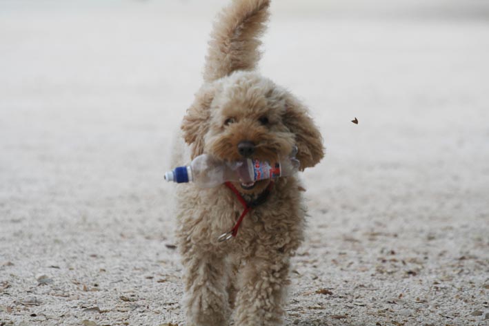 Image 1200525 (auto)