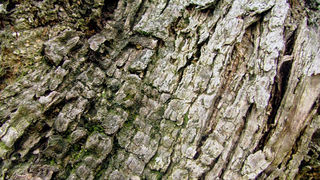 Image 1191205 (auto)