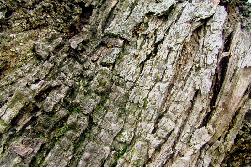 Image 1191205 (auto)