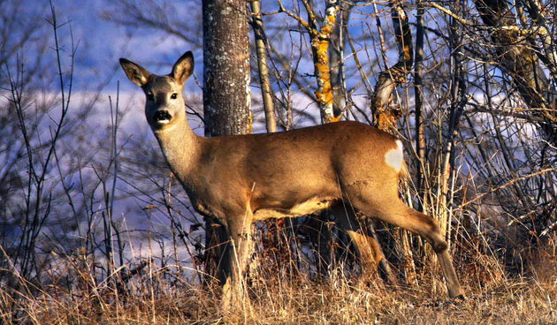 Lička zima bez snijega