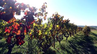 Boje jeseni u vinogradu Boje jeseni u vinogradu