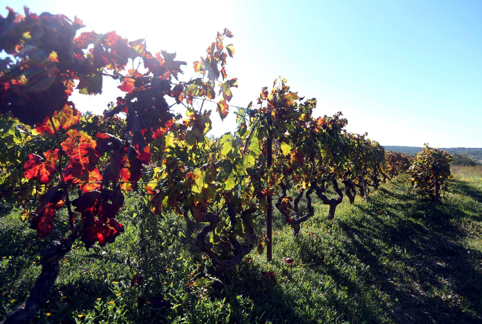 Boje jeseni u vinogradu Boje jeseni u vinogradu