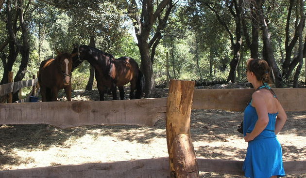 Kamp Straško – konji