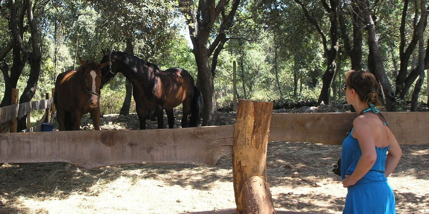 Kamp Straško – konji
