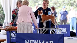 Međunarodna izložba pasa CACIB 2023