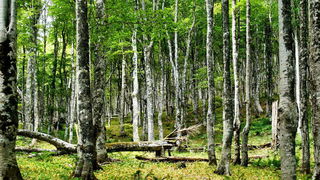 Đir do Kremena, foto: L. Kvarantan