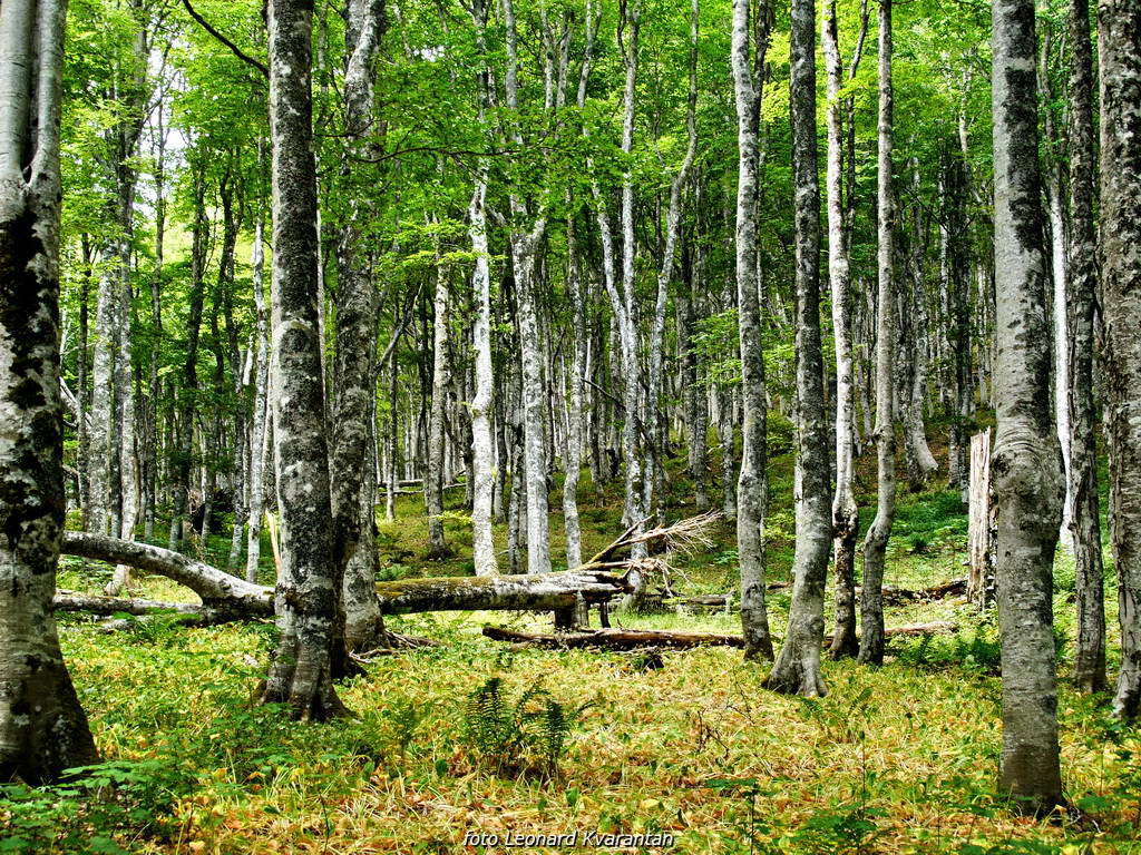 Đir do Kremena, foto: L. Kvarantan