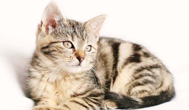 Životni vijek mačke: koliko dugo žive mačke