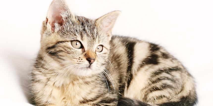 Životni vijek mačke: koliko dugo žive mačke