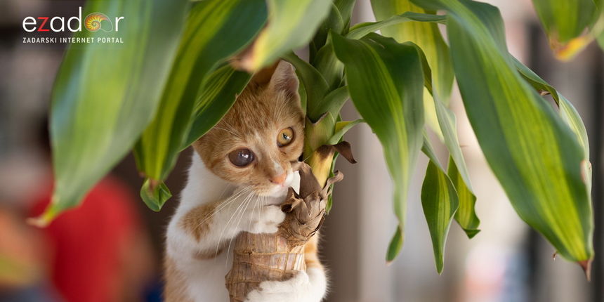 Đir po gradu, ponedjeljak 3. rujna 2018.