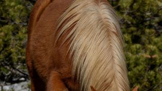 Veliko Rujno: Drago Krapić vlasnik je pedesetak konja koji obitavaju na velebitskim pašnjacima