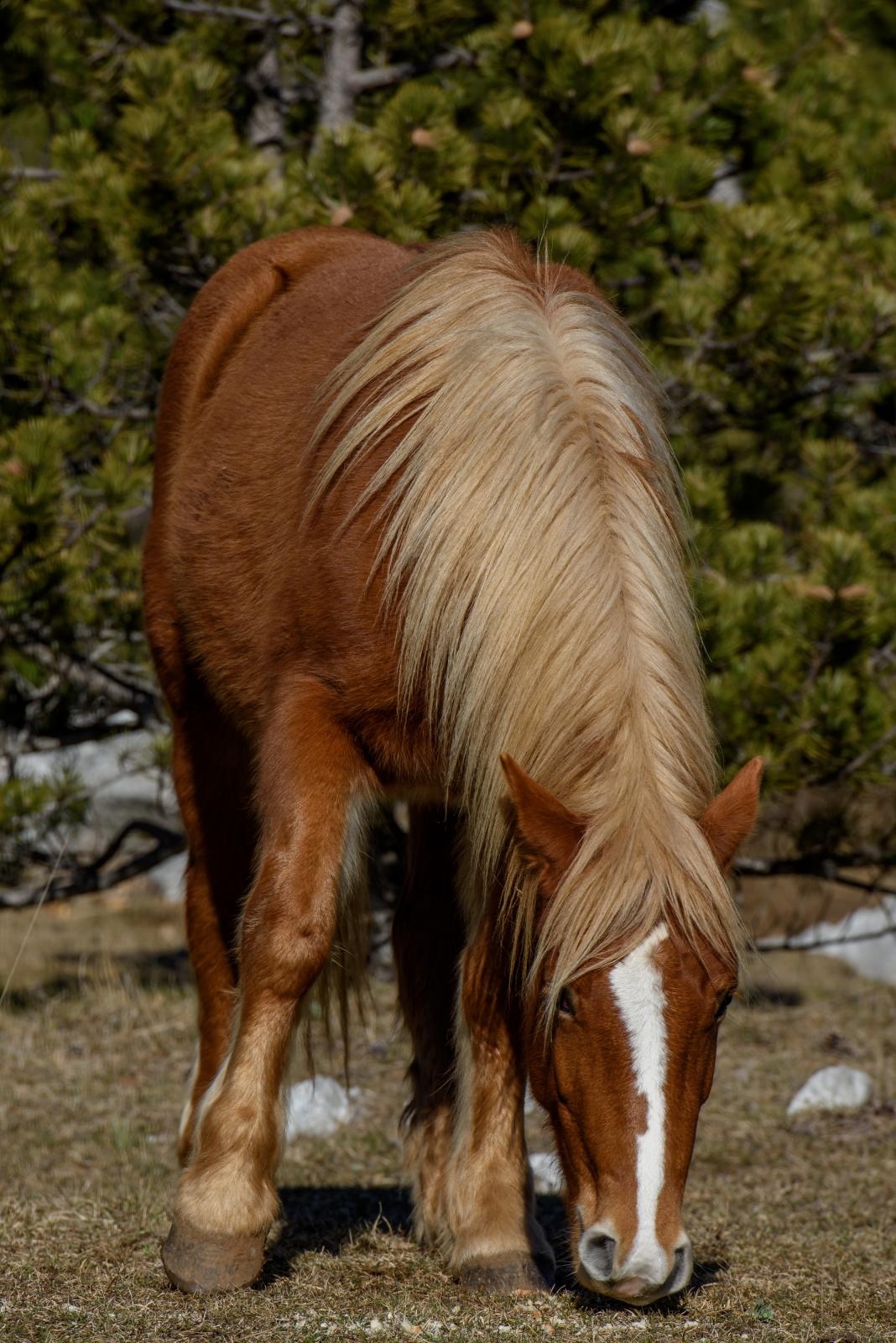 Veliko Rujno: Drago Krapić vlasnik je pedesetak konja koji obitavaju na velebitskim pašnjacima
