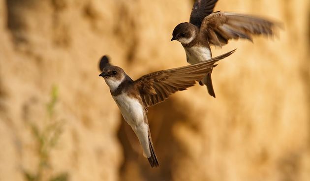 Bregunica (Riparia riparia)