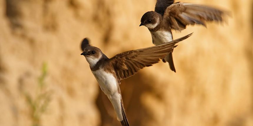 Bregunica (Riparia riparia) Bregunica (Riparia riparia)