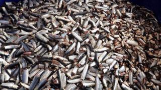 Otvoren pogon tvrtke Mardešić