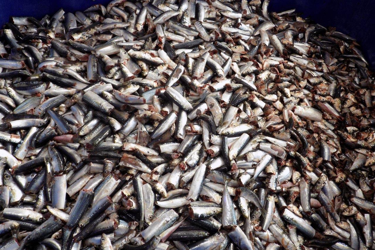 Otvoren pogon tvrtke Mardešić