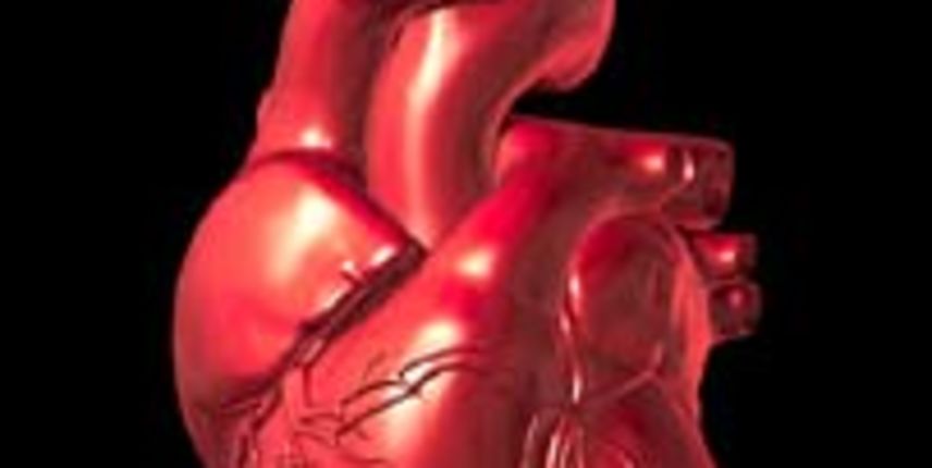 srce – organ srce – organ