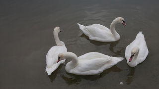 Labudovi u Bibinjama 10. siječnja 2013, Foto: Leo Banić