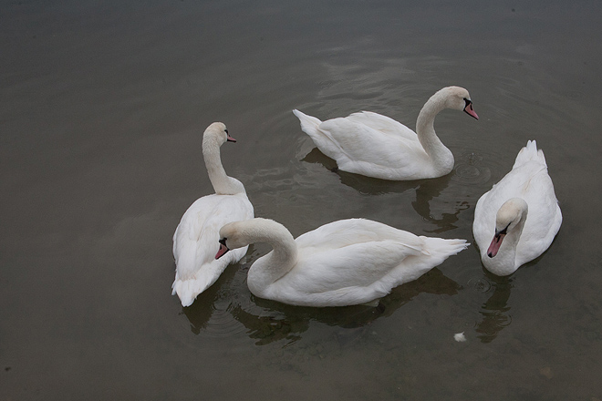 Labudovi u Bibinjama 10. siječnja 2013, Foto: Leo Banić