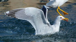 Galeb, Foto: Petar Botteri Galeb, Foto: Petar Botteri