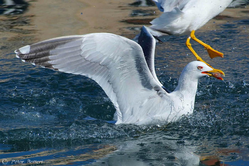 Galeb, Foto: Petar Botteri Galeb, Foto: Petar Botteri
