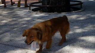 The Garden Festival, 4. srpanj 2009.