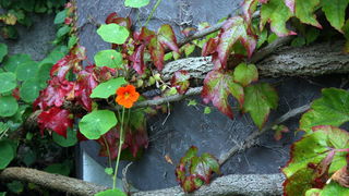 Matruanti Zadarske privatne gimnazije u Dublinu, Foto: Valentino Radman