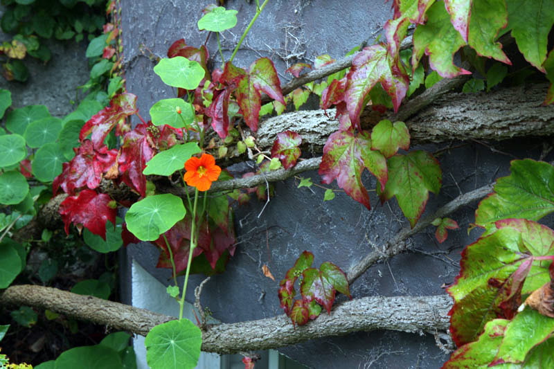 Matruanti Zadarske privatne gimnazije u Dublinu, Foto: Valentino Radman