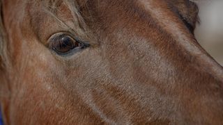 Veliko Rujno: Drago Krapić vlasnik je pedesetak konja koji obitavaju na velebitskim pašnjacima