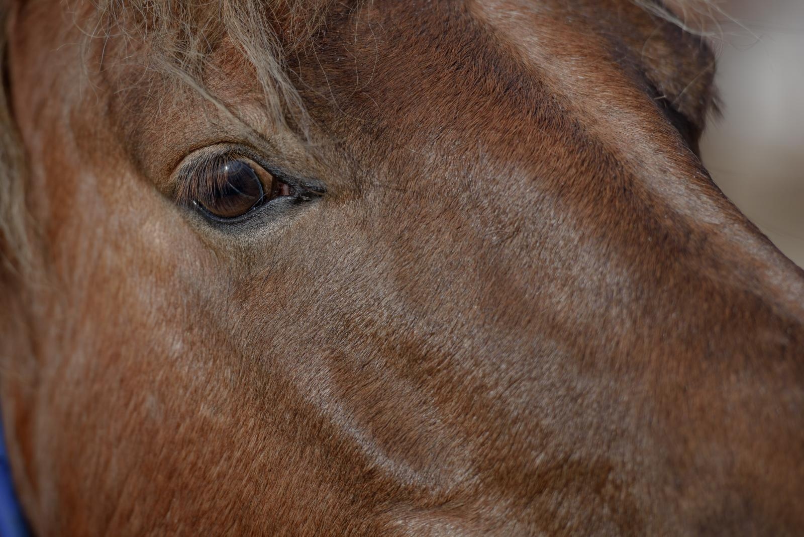 Veliko Rujno: Drago Krapić vlasnik je pedesetak konja koji obitavaju na velebitskim pašnjacima