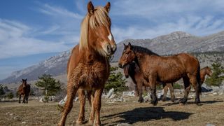 Veliko Rujno: Drago Krapić vlasnik je pedesetak konja koji obitavaju na velebitskim pašnjacima