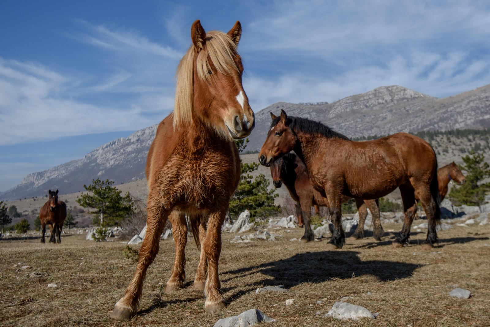 Veliko Rujno: Drago Krapić vlasnik je pedesetak konja koji obitavaju na velebitskim pašnjacima