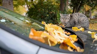 Preslatka gradska maca odmara na automobilu