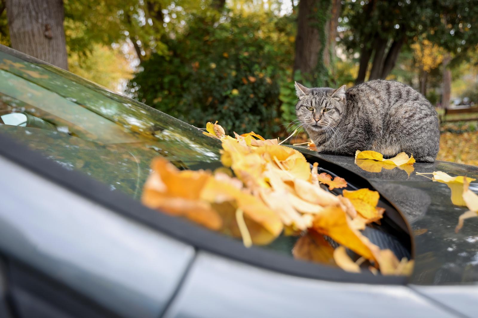 Preslatka gradska maca odmara na automobilu