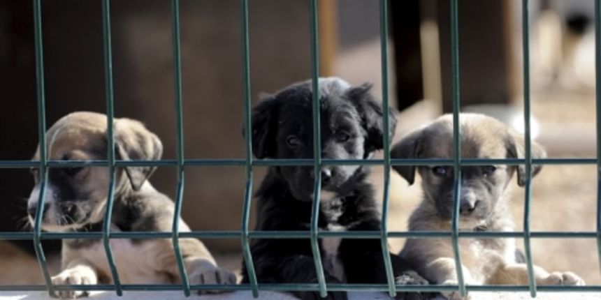 Azil, foto: Nikša Stipaničev / CROPIX
