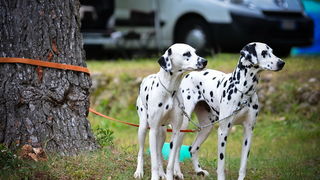 16. Međunarodna izložba pasa CACIB Zadar – Prvak prvaka 2016. 16. Međunarodna izložba pasa CACIB Zadar – Prvak prvaka 2016.