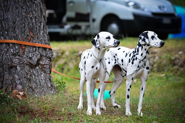 16. Međunarodna izložba pasa CACIB Zadar – Prvak prvaka 2016. 16. Međunarodna izložba pasa CACIB Zadar – Prvak prvaka 2016.