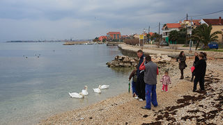 Labudovi u Bibinjama 10. siječnja 2013, Foto: Leo Banić