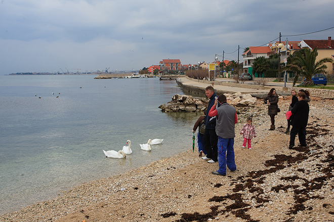 Labudovi u Bibinjama 10. siječnja 2013, Foto: Leo Banić