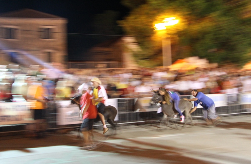 Tisno: 6. Međunarona “Trka tovarov”, Foto: Edin Kadić Tisno: 6. Međunarona “Trka tovarov”, Foto: Edin Kadić