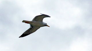 Olujno jugo u Zadru, nedjelja 6. prosinca 2020. godine