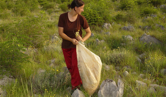 Branje ljekovitog bilja (Foto: roing.net)