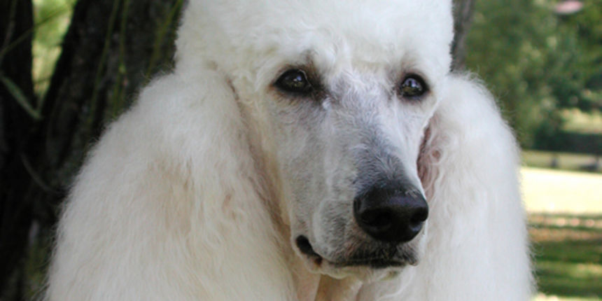 pas pudlica pas pudlica