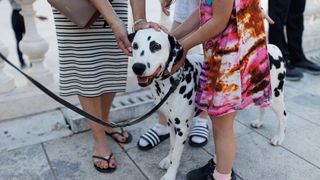 Red Carpet Dalmatian Walk @Trg pet bunara Red Carpet Dalmatian Walk @Trg pet bunara