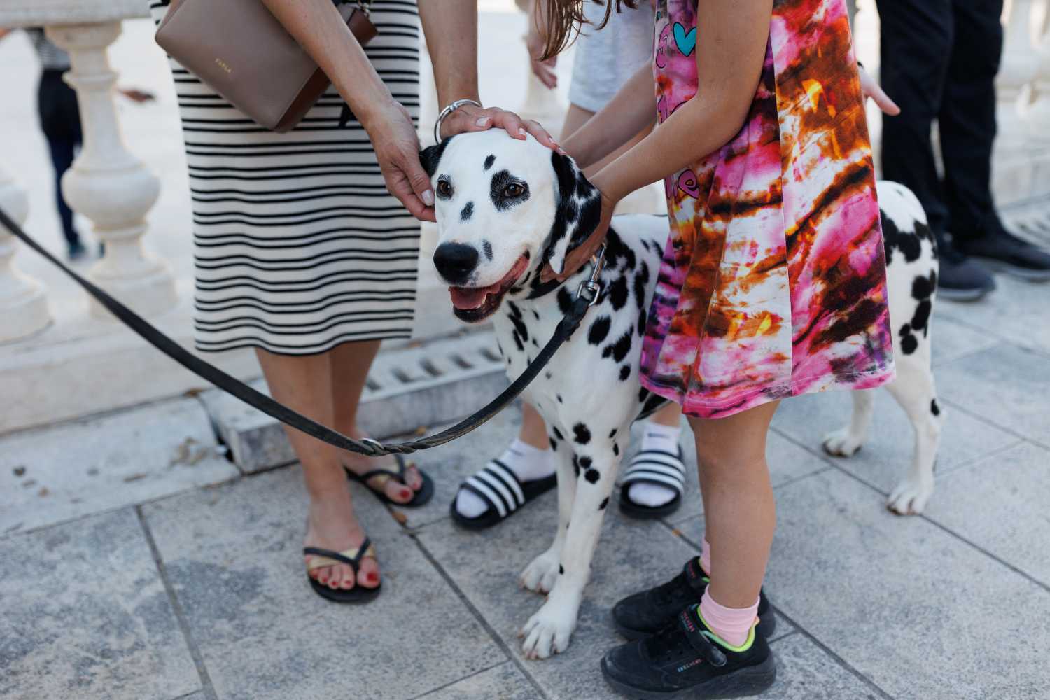 Red Carpet Dalmatian Walk @Trg pet bunara Red Carpet Dalmatian Walk @Trg pet bunara