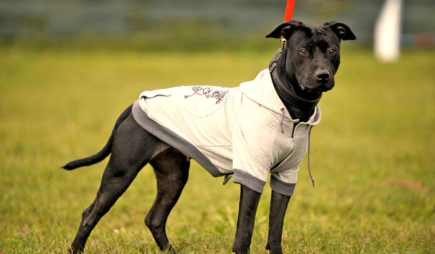 DasPas i street art umjetnici pomažu Azil Dumovec(psić,dogs)