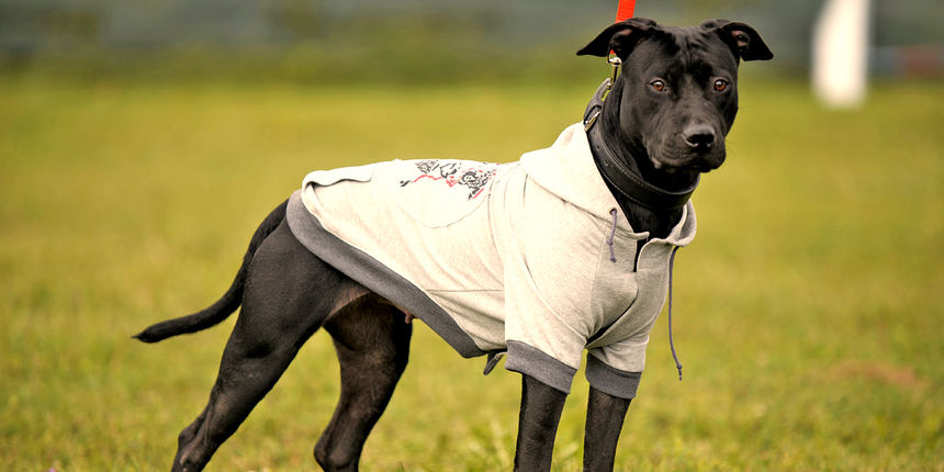 DasPas i street art umjetnici pomažu Azil Dumovec(psić,dogs)