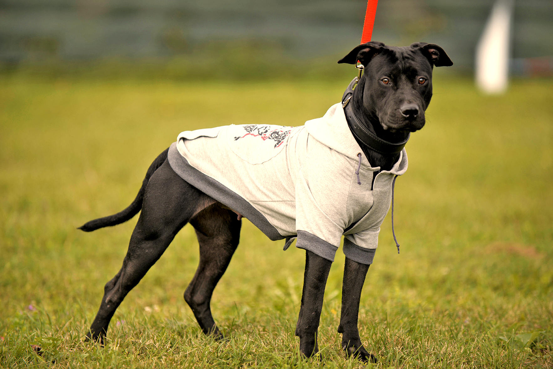 DasPas i street art umjetnici pomažu Azil Dumovec(psić,dogs) DasPas i street art umjetnici pomažu Azil Dumovec(psić,dogs)