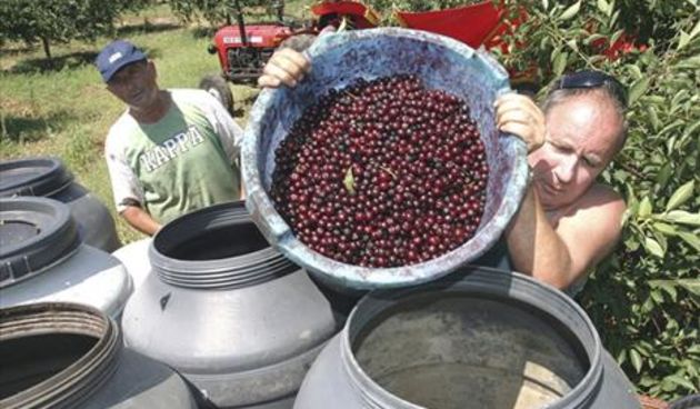 Srecko Rogic, visnje maraska (Foto: CROPIX)