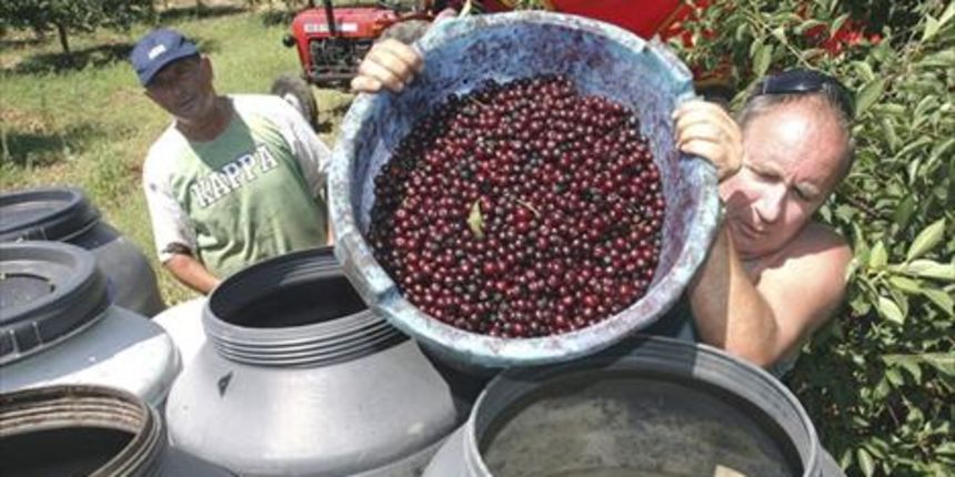 Srecko Rogic, visnje maraska (Foto: CROPIX) Srecko Rogic, visnje maraska (Foto: CROPIX)